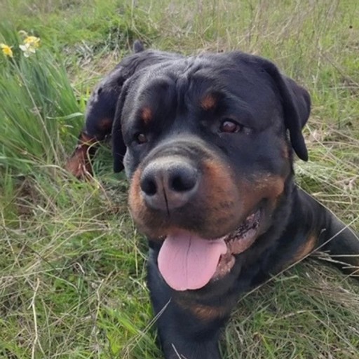 Крымский, 37