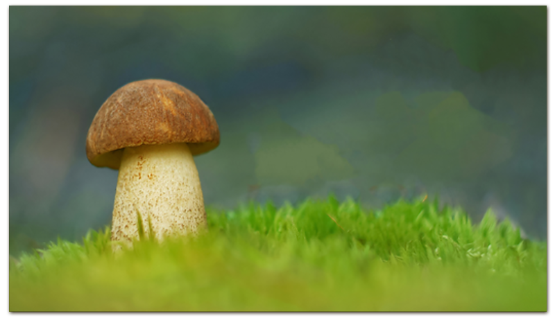 Printio Визитная карточка Белый гриб. на лесной поляне