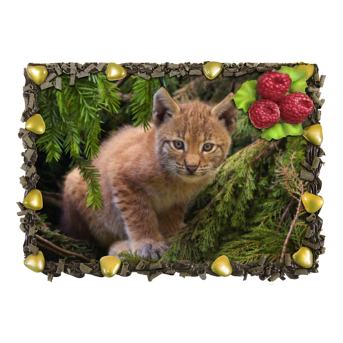 Дети Азии Рысенок Тихоня Купить