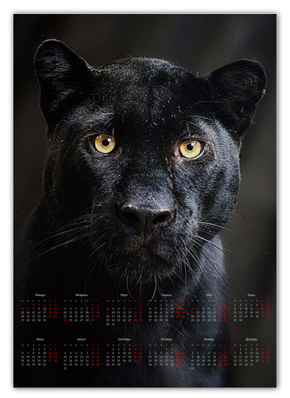 Printio Календарь А2 Пантера. живая природа printio тетрадь на пружине пантера живая природа