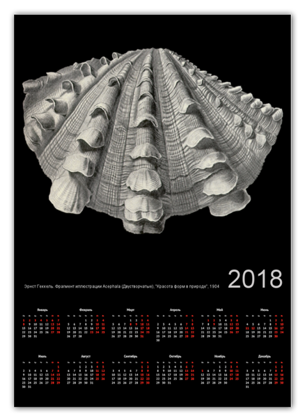 Заказать календарь в Москве. Календарь А2 Acephala, Ernst Haeckel от Apfelbaum - готовые дизайны и нанесение принтов.