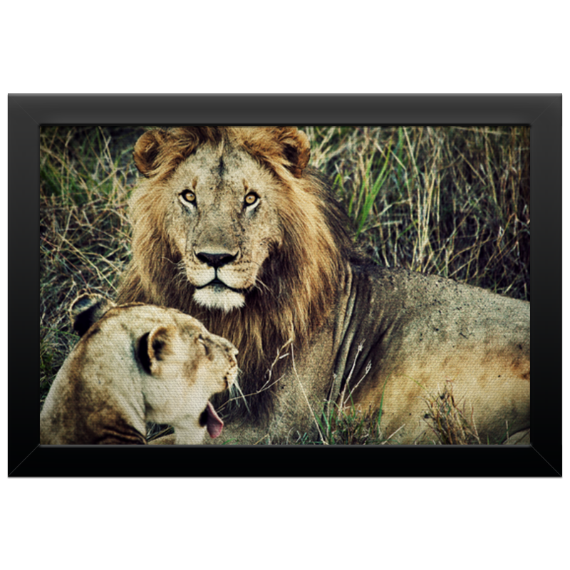 Printio Холст 20×30 Лев и львица мужская футболка лев и львица s желтый