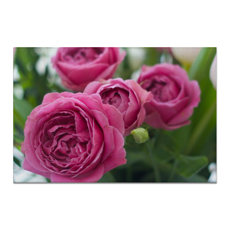 Printio Холст 20×30 Розовые розы ор 030 рамка квадратная ажурная розы большая мп студия
