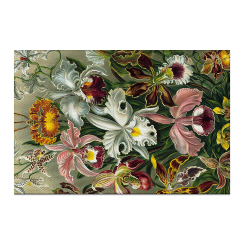 Printio Холст 20×30 Орхидеи (orchideae, ernst haeckel)