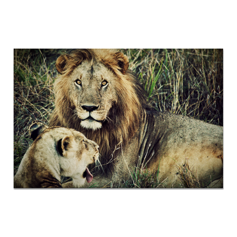 Printio Холст 20×30 Лев и львица сумка лев и львица серый