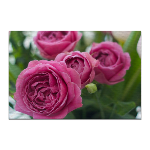 Заказать холст в Москве. Холст 20x30 Розовые розы от d_ari.design@mail.ru - готовые дизайны и нанесение принтов.