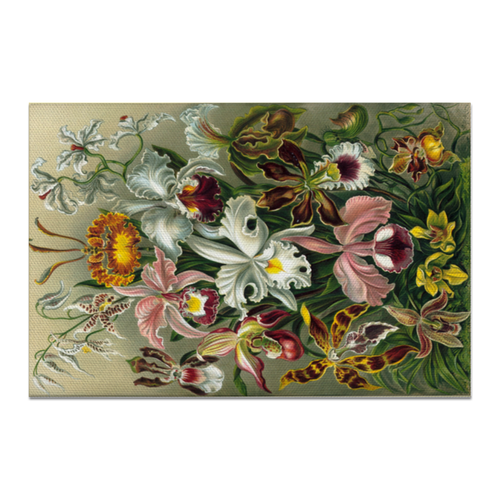 Заказать холст в Москве. Холст 20x30 Орхидеи (Orchideae, Ernst Haeckel) от Apfelbaum - готовые дизайны и нанесение принтов.