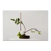 Заказать холст в Москве. Холст 20x30 Икебана / Ikebana от Ikebana - готовые дизайны и нанесение принтов.