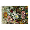 Заказать холст в Москве. Холст 20x30 Орхидеи (Orchideae, Ernst Haeckel) от Apfelbaum - готовые дизайны и нанесение принтов.