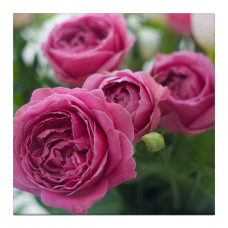 Printio Холст 30×30 Розовые розы