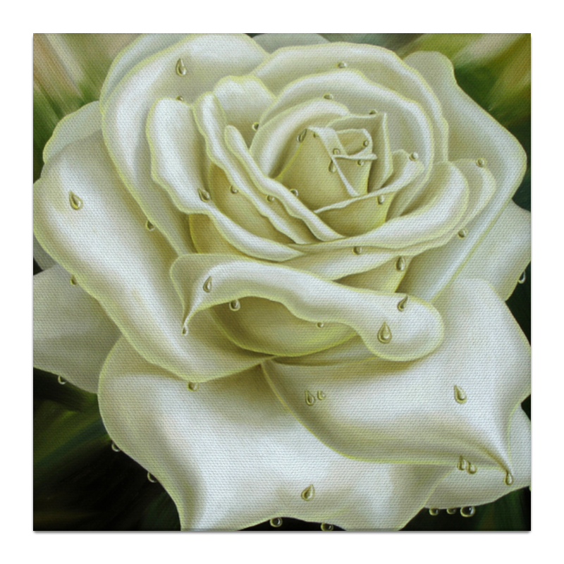 Printio Холст 30×30 Белая роза