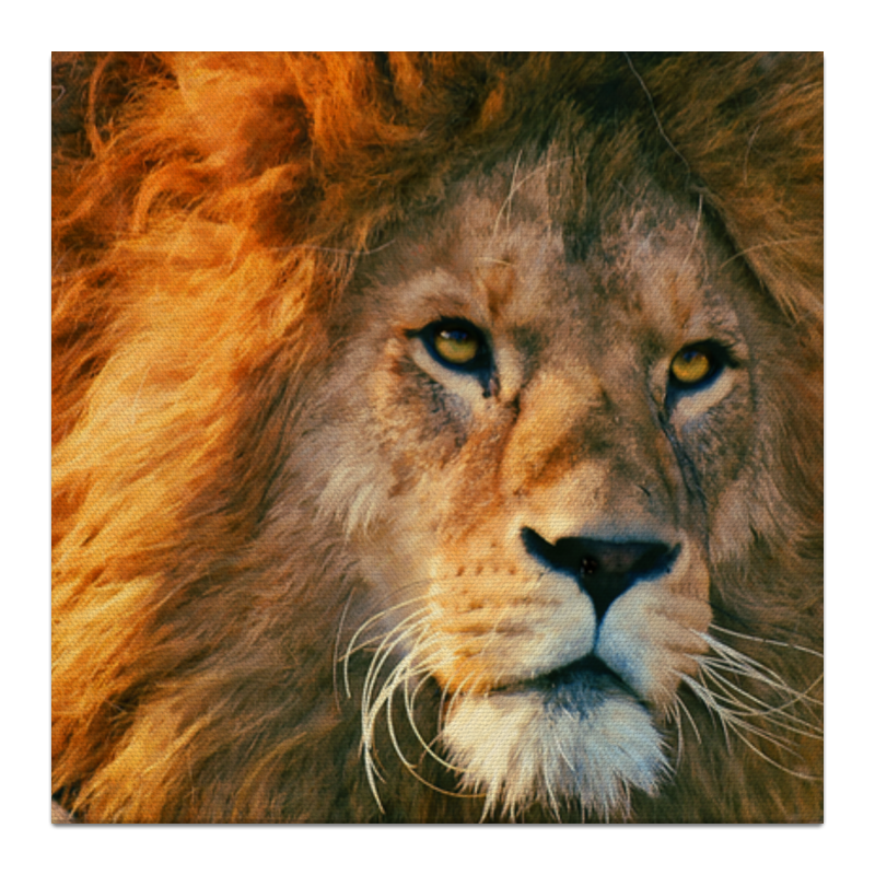 Printio Холст 30×30 Морда льва