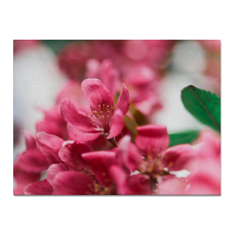 Printio Холст 30×40 Цветение вишни силиконовый чехол цветы розовые на honor 30