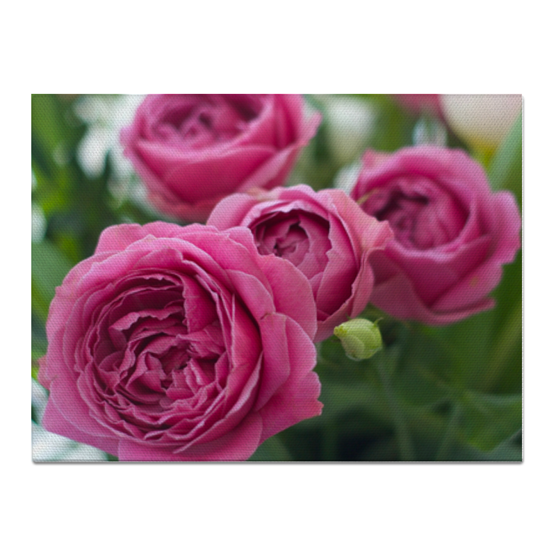 Printio Холст 30×40 Розовые розы ор 030 рамка квадратная ажурная розы большая мп студия