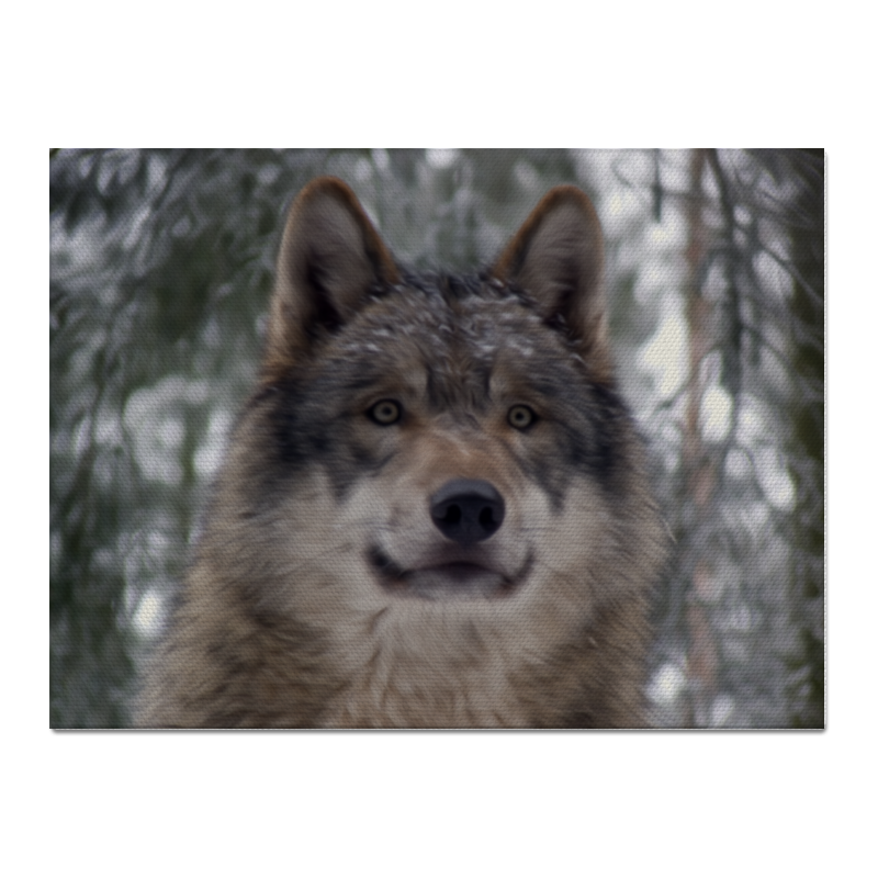цена Printio Холст 30×40 Волк в лесу