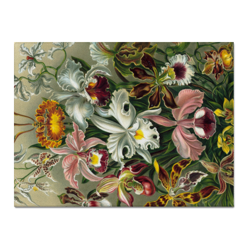 Printio Холст 30×40 Орхидеи (orchideae, ernst haeckel)