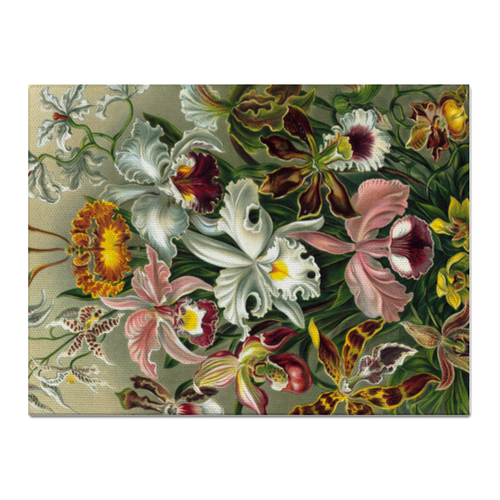 Заказать холст в Москве. Холст 30x40 Орхидеи (Orchideae, Ernst Haeckel) от Apfelbaum - готовые дизайны и нанесение принтов.