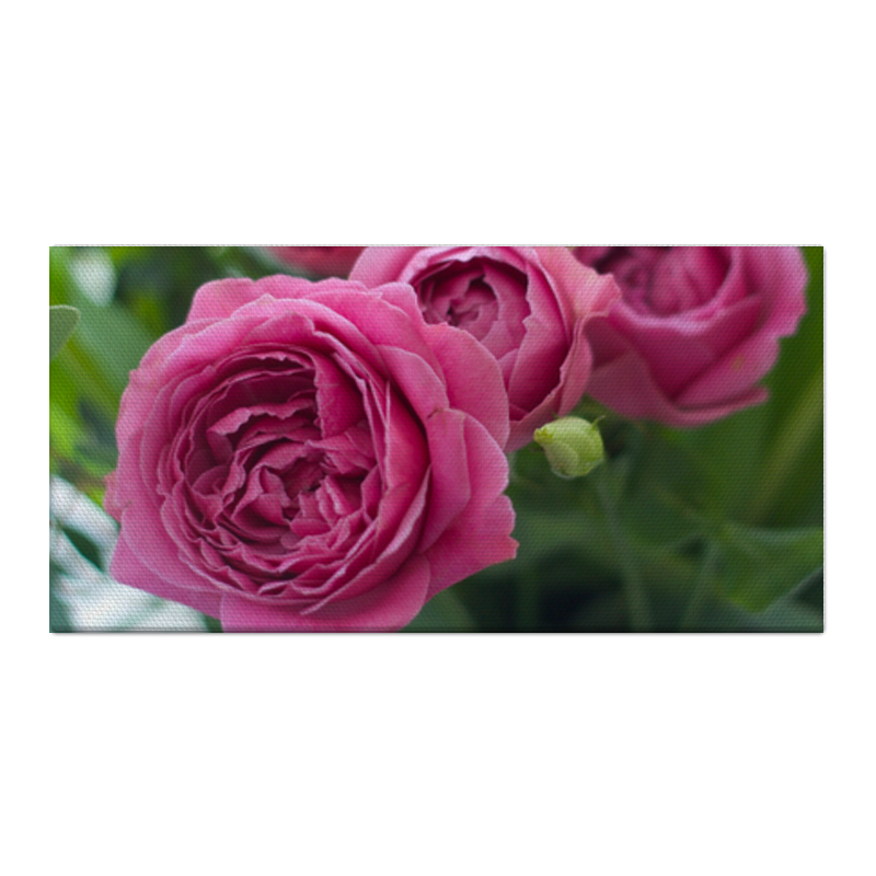 Printio Холст 30×60 Розовые розы ор 030 рамка квадратная ажурная розы большая мп студия