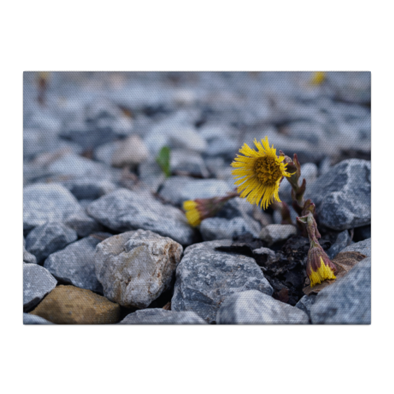 Printio Холст 40×55 Цветок на камнях