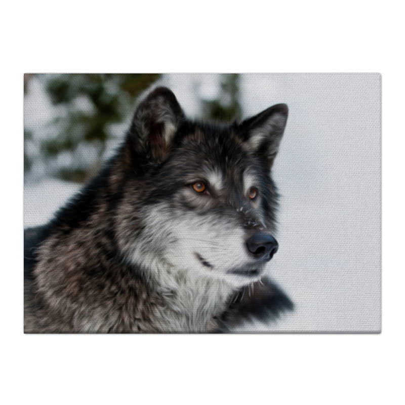 Printio Холст 40×55 Серый волк