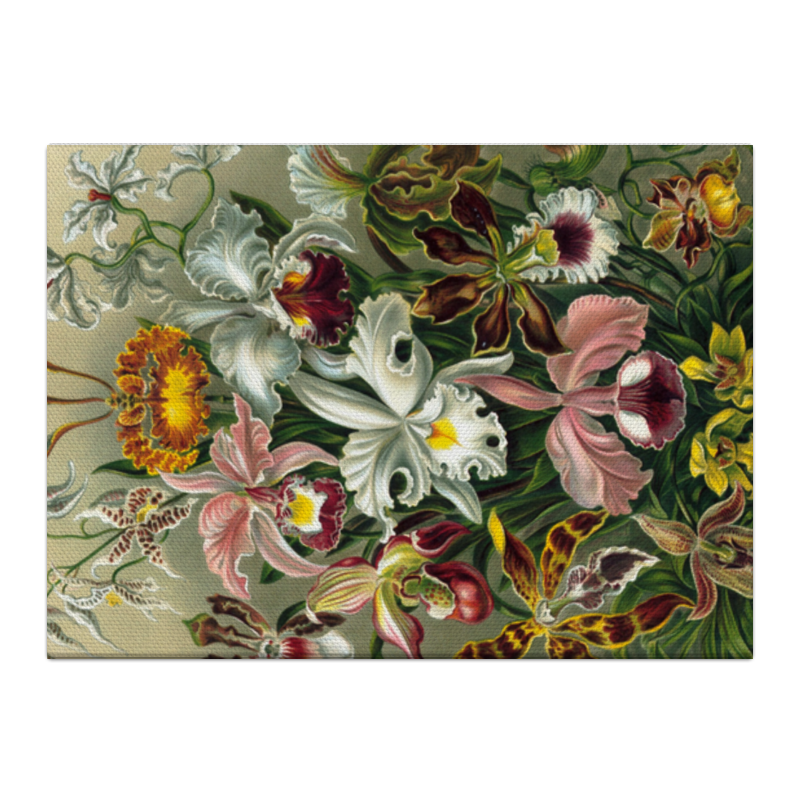Printio Холст 40×55 Орхидеи (orchideae, ernst haeckel)