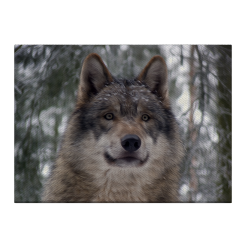 Printio Холст 40×55 Волк в лесу