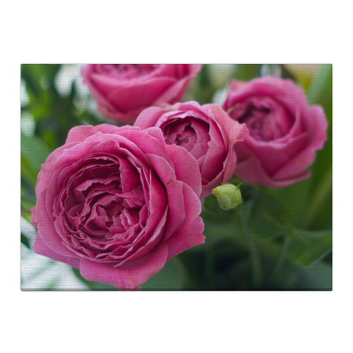 Заказать холст в Москве. Холст 40x55 Розовые розы от d_ari.design@mail.ru - готовые дизайны и нанесение принтов.