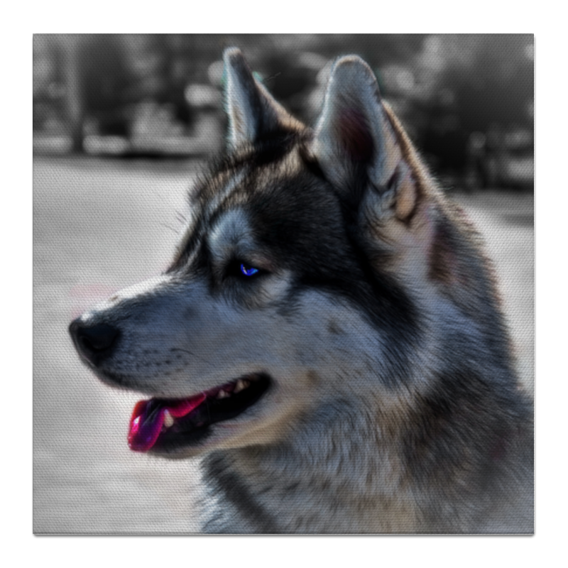 брелок для собак сибирский хаски Printio Холст 50×50 Сибирский хаски