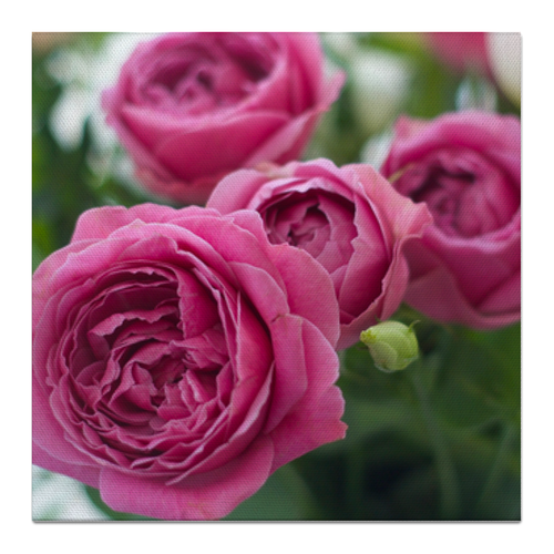 Заказать холст в Москве. Холст 50x50 Розовые розы от d_ari.design@mail.ru - готовые дизайны и нанесение принтов.
