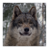 Заказать холст в Москве. Холст 50x50 Волк в лесу от weeert - готовые дизайны и нанесение принтов.
