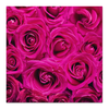 Заказать холст в Москве. Холст 50x50 Pink Roses от meteorol - готовые дизайны и нанесение принтов.