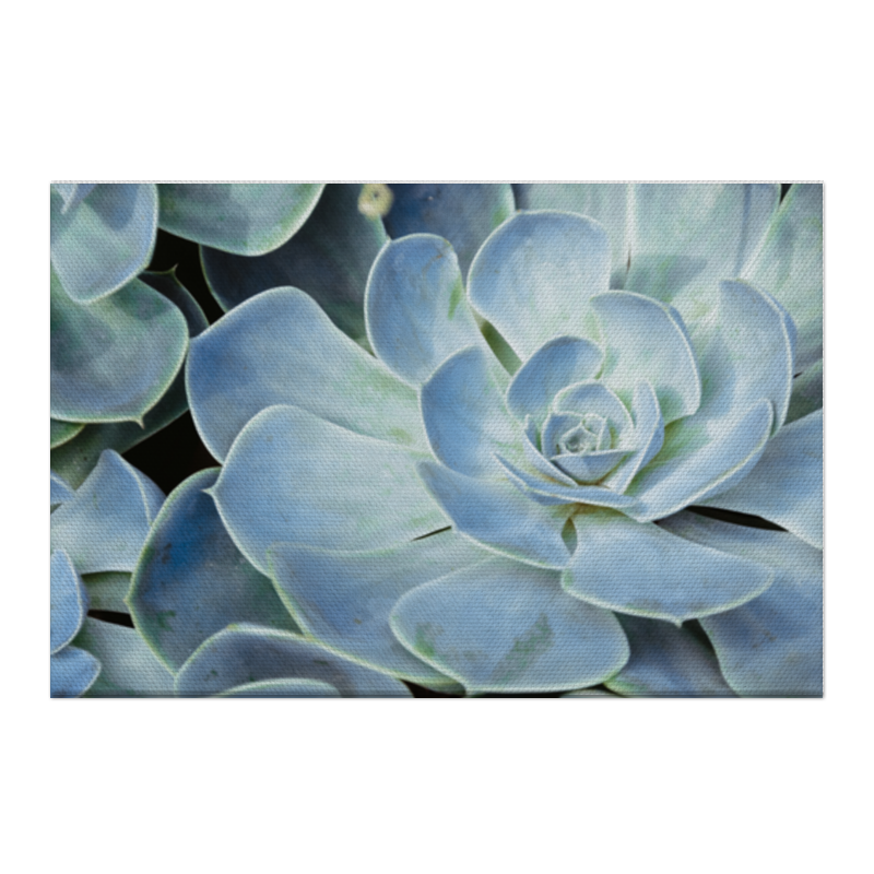 Printio Холст 50×75 Суккулент - каменный цветок