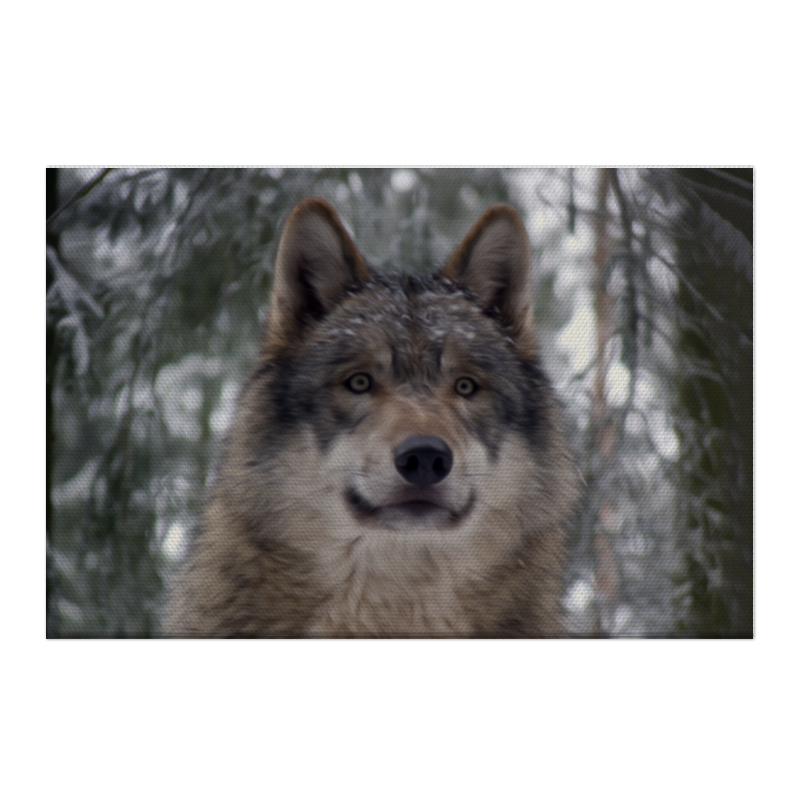 Printio Холст 50×75 Волк в лесу