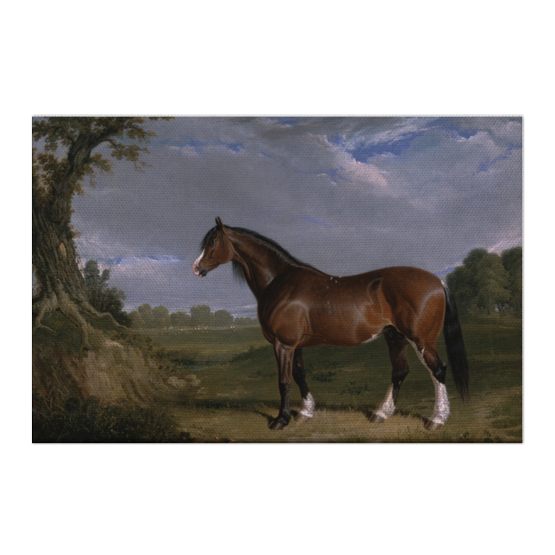Printio Холст 50×75 Клейдесдальская лошадь printio холст 20×30 клейдесдальская лошадь