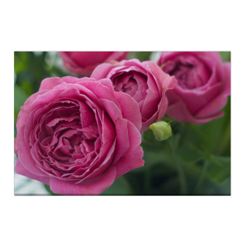 Printio Холст 50×75 Розовые розы