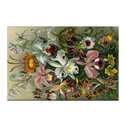 Заказать холст в Москве. Холст 50x75 Орхидеи (Orchideae, Ernst Haeckel) от Apfelbaum - готовые дизайны и нанесение принтов.