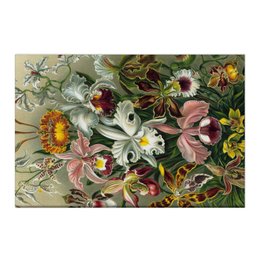 Заказать холст в Москве. Холст 50x75 Орхидеи (Orchideae, Ernst Haeckel) от Apfelbaum - готовые дизайны и нанесение принтов.