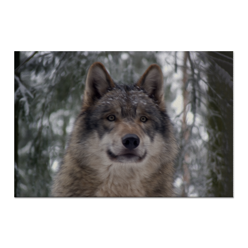цена Printio Холст 60×90 Волк в лесу
