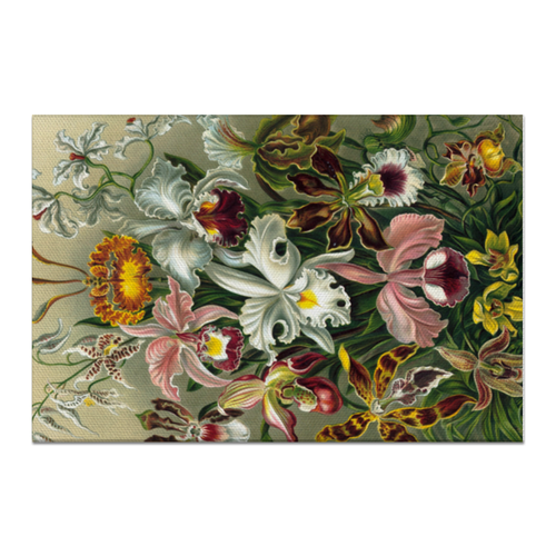 Заказать холст в Москве. Холст 60x90 Орхидеи (Orchideae, Ernst Haeckel) от Apfelbaum - готовые дизайны и нанесение принтов.