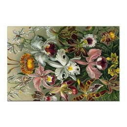 Заказать холст в Москве. Холст 60x90 Орхидеи (Orchideae, Ernst Haeckel) от Apfelbaum - готовые дизайны и нанесение принтов.