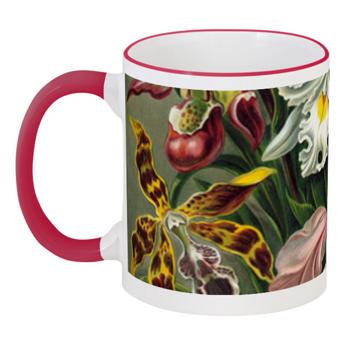 Заказать кружку в Москве. Кружка с цветной ручкой и ободком Орхидеи (Orchideae, Ernst Haeckel) от Apfelbaum - готовые дизайны и нанесение принтов.