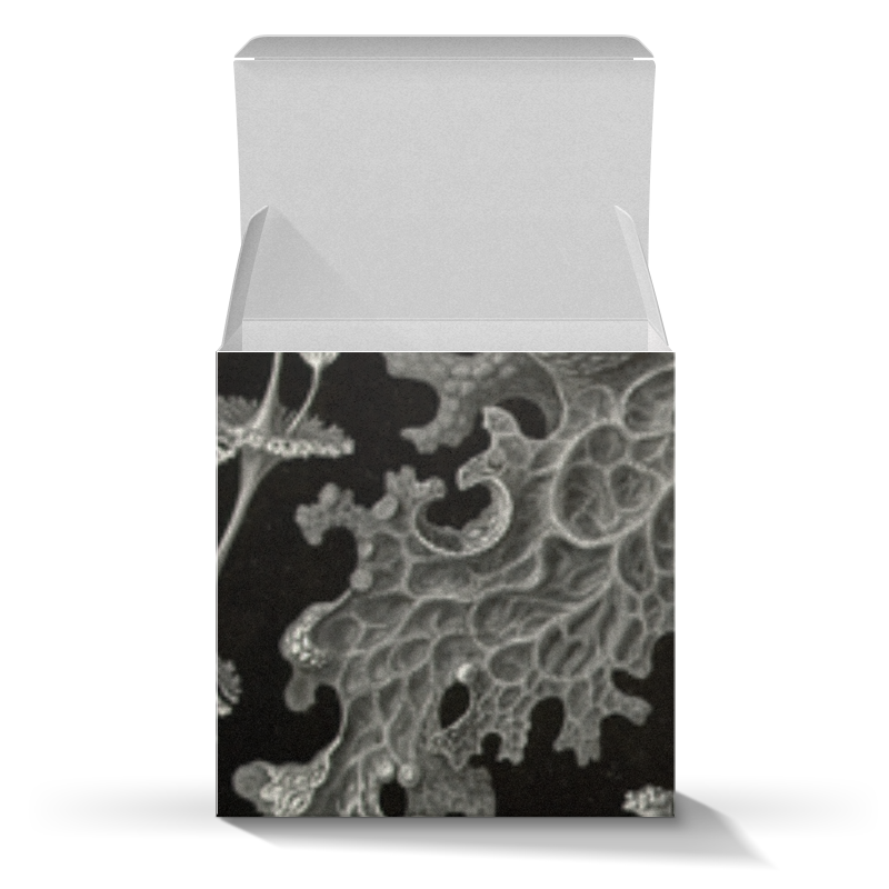 Printio Коробка для кружек Лишайники (lichenes, ernst haeckel) printio футболка с полной запечаткой мужская лишайники lichenes ernst haeckel