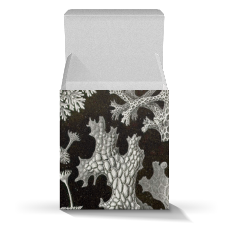 Printio Коробка для кружек Лишайники (lichenes, ernst haeckel)