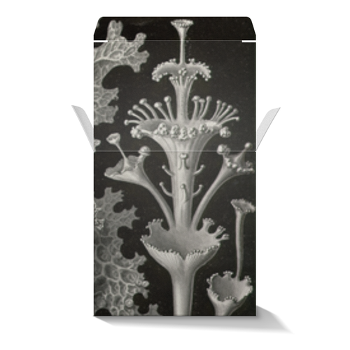 Заказать подарочную упаковку в Москве. Коробка для кружек Лишайники (Lichenes, Ernst Haeckel) от Apfelbaum - готовые дизайны и нанесение принтов.
