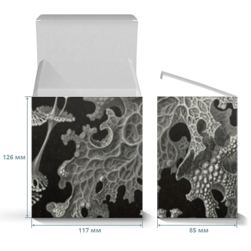 Заказать подарочную упаковку в Москве. Коробка для кружек Лишайники (Lichenes, Ernst Haeckel) от Apfelbaum - готовые дизайны и нанесение принтов.