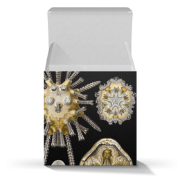 Заказать подарочную упаковку в Москве. Коробка для кружек Echinidea (Эхинидея), Ernst Haeckel от Apfelbaum - готовые дизайны и нанесение принтов.