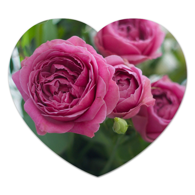 Printio Коврик для мышки (сердце) Розовые розы