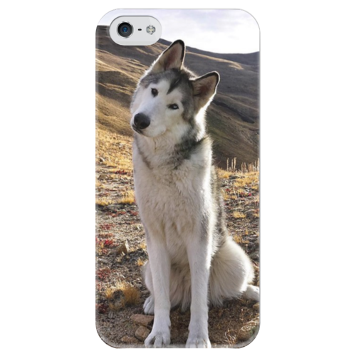 Заказать чехол для iPhone 5/5S в Москве. Чехол для iPhone 5 глянцевый, с полной запечаткой Хаски от Татьяна - готовые дизайны и нанесение принтов.