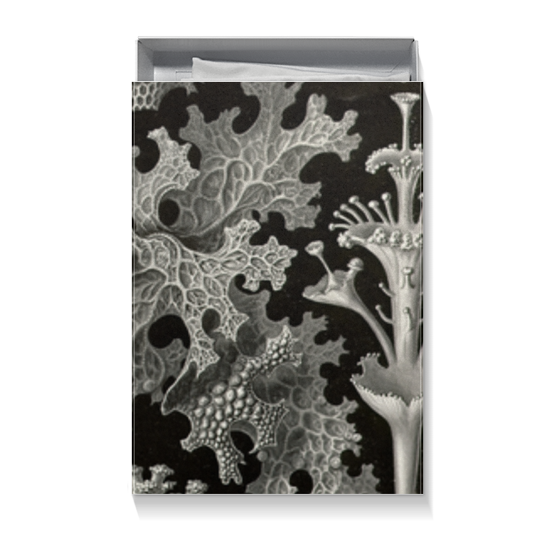 Printio Коробка для футболок Лишайники (lichenes, ernst haeckel)