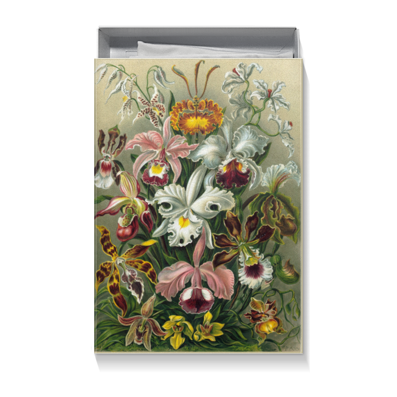 Printio Коробка для футболок Орхидеи (orchideae, ernst haeckel) цена и фото